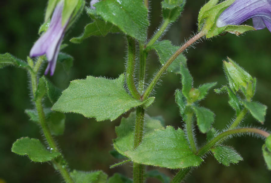 Campanula dichotoma, Stachys ocymastrum, Stachys recta